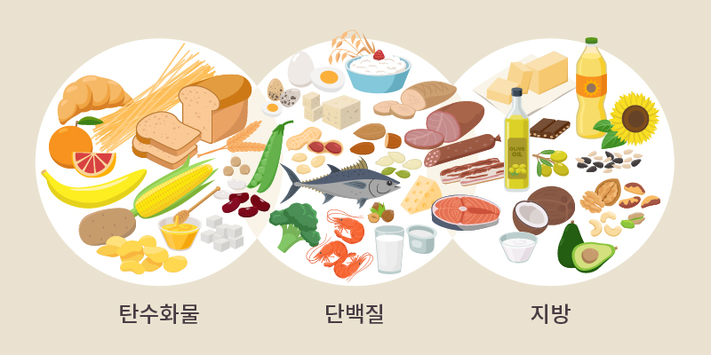 균형잡힌 식단, 건강식, 필수 영양소, 소식, 채식_뉴헤어의원_inewhair-02